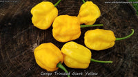 Congo Trinidad Giant Yellow - Pepper Seeds - White Hot Peppers
